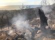 Основная причина пожара в заповеднике под Анапой - неосторожное обращение с огнем